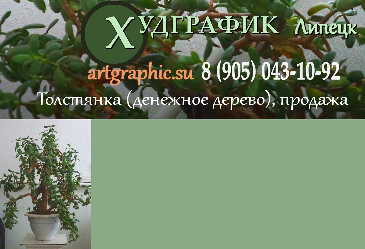 Худграфик. Частное объявление: купить домашнее растение денежное дерево толстянка, продажа в Липецке, черенки