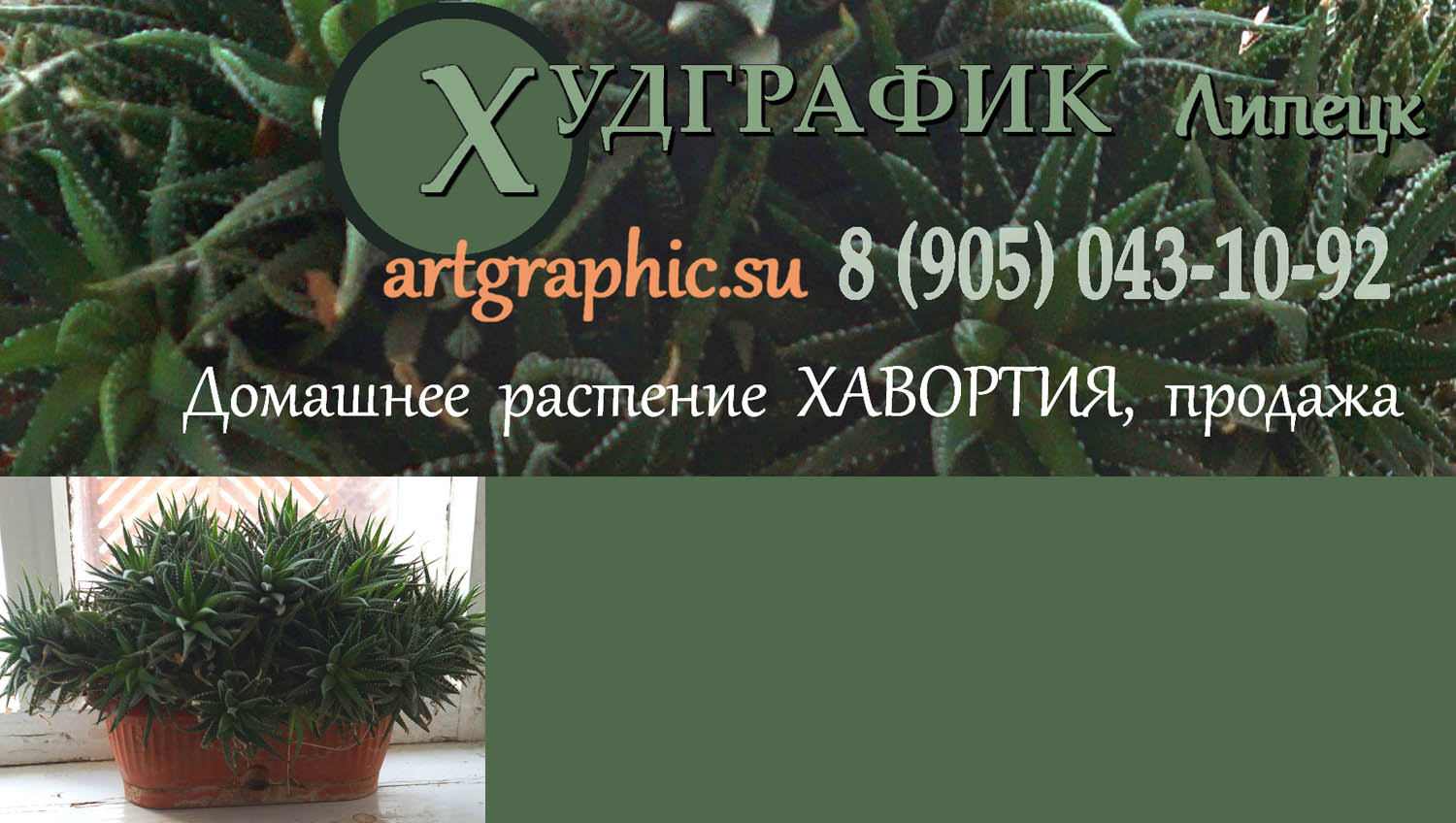 Худграфик. Частное объявление: купить домашнее растение хавортия, продажа в Липецке